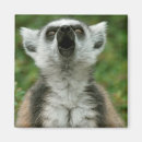 Search for lemur monkey magnets Animal