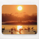 Search for swans mousepads Sunrise