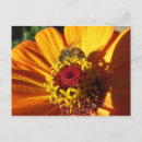 Search for pollinators postcards Bees