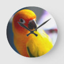 Search for conures art Bird