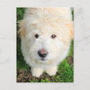 Search for camera postcards Pet