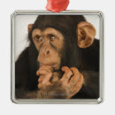 Search for innocence christmas tree decorations Studio shot