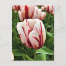 Search for happy spring postcards Red