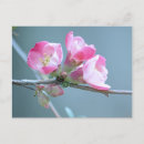 Search for blossoms postcards Photograph