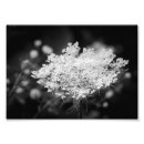 Search for floral lace posters Plants