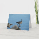 Search for canadian wildlife cards Waterfowl