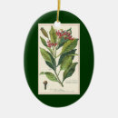 Search for flora christmas tree decorations Vintage illustrations