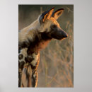 Search for african wild dogs posters Colour image
