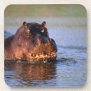Search for hippo coasters Animal