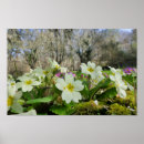 Search for primrose flowers posters Nature