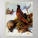 Search for necked posters Ring necked pheasant