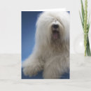 Search for sheepdog cards Dogs