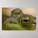 Search for green frog posters Amphibians