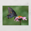 Search for pollinators postcards Insects