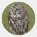 Search for barred owl stickers Wildlife