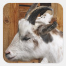 Search for cute goat stickers Photography
