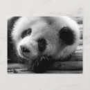 Search for panda bear postcards Black and white