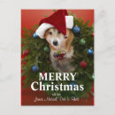 Search for shiba inu christmas cards Studio shot