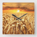 Search for farmers clocks Landscape