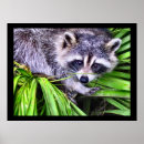 Search for wildlife photography posters Mammal