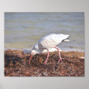 Search for ibis posters Beach