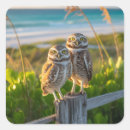Search for burrowing stickers Owl