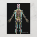 Search for nervous system postcards Human
