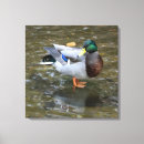 Search for duck canvas prints Home