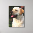 Search for labrador retriever memorial Animal