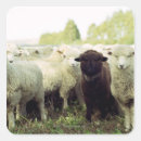 Search for black and white sheep stickers Cute