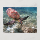 Search for snorkeller postcards Nature