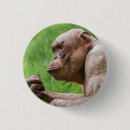 Search for chimpanzees badges Apes