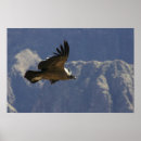 Search for condor bird posters Birds