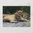 Search for lions mane postcards Male lion