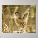 Search for wren posters Wildlife