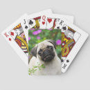 Search for pug playing cards Puppy