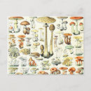 Search for boletus postcards Fungi