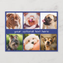 Search for dog photos postcards Dogs