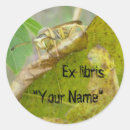 Search for wasps stickers Hornet