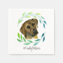 Search for rhodesian ridgebacks Rhodesian ridgeback dog