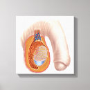 Search for penis art Reproductive organs