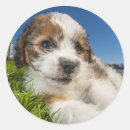 Search for cute puppy stickers Pets