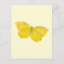 Search for entomology postcards Wings