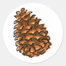 Search for conifer stickers Pinecone