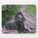 Search for black poodle mousepads Poodles