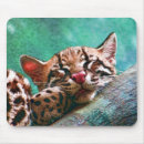 Search for ocelot electronics Cat