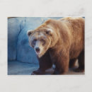 Search for grizzly bear postcards Zoo