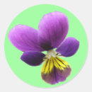 Search for pretty pansies stickers Pansy
