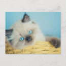 Search for himalayan cat postcards Kitten