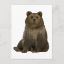 Search for brown bear postcards Forest